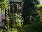 25 września 2011 - ostróżka, trzcinnik, trawa pampasowa