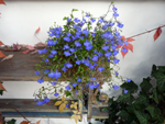 lobelia