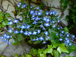 lobelia