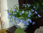 lobelia