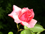Róża - 2 lipca 2008