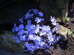 Przylaszczka pospolita (odmiana o typowych kwiatach) - 4 kwietnia 2009