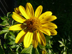 słonecznik bulwiasty, topinambur (<em>Helianthus tuberosus</em>)