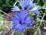 chaber bławatyk (<em>Centaurea cyanus</em>)