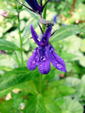 Lobelia - 24 lipca 2011