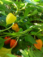 miechunka rozdęta (<em>Physalis alkekengi</em>)</li>