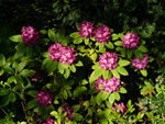 Rododendron - 20 maja 2012