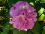 Rododendron - 21 maja 2012
