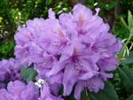 Rododendron - 29 maja 2012