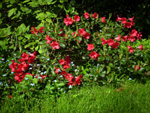 Różanecznik wielkokwiatowy (Rododendron), odmiana Nova Zembla - 14 maja 2013