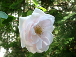 Róża pnąca - 9 czerwca 2019