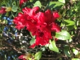 Rododendron - 4 maja 2023