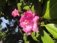 Rododendron - 28 maja 2023