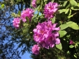 Rododendron - 3 czerwca 2023