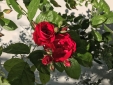 Róża - 11 czerwca 2023