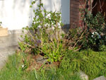 hortensja, przemarzły ubiegłoroczne pędy z pąkami kwiatowymi - 23 kwietnia 2009