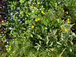 jaskier rozłogowy, j. rozesłany (<em>Ranunculus repens</em>), odmiana o pełnych kwiatach