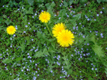 mniszek pospolity, m. lekarski (<em>Taraxacum officinale</em>)</li>