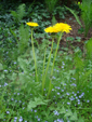 mniszek pospolity, m. lekarski (<em>Taraxacum officinale</em>)</li>