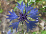 chaber bławatyk (<em>Centaurea cyanus</em>)