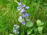 bluszczyk kurdybanek (<em>Glechoma hederacea</em>)