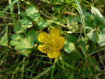 jaskier ostry (<em>Ranunculus acris</em>)