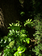 tawlina jarzębolistna, t. jarzębinowa, sorbaria jarzębinowa, tawulec jarzębolistny (<em>Sorbaria sorbifolia</em>)