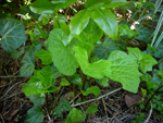 miechunka rozdęta (<em>Physalis alkekengi</em>)</li>