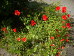 mak polny (<em>Papaver rhoeas</em>)