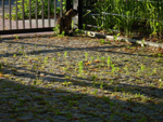 przymiotno kanadyjskie (<em>Erigeron canadensis</em>)