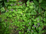 bluszczyk kurdybanek (<em>Glechoma hederacea</em>)