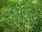 koniczyna biała, k. rozesłana (<em>Trifolium repens</em>)