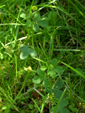 koniczyna drobnogłówkowa (<em>Trifolium dubium</em>)