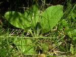 dziewanna kutnerowata (<em>Verbascum phlomoides</em>)