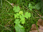 szczawik zajęczy (<em>Oxalis acetosella</em>)