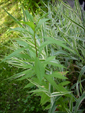 nawłoć późna (<em>Solidago gigantea</em>)</li>