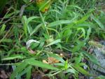 włośnica zielona, dziki ber (<em>Setaria viridis</em>)