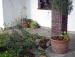 Wczesnowiosenne rośliny cebulowe - 13 kwietnia 2008