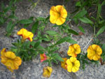 Kalibrachoa (Calibrachoa hybrida) - 28 sierpnia 2008