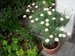 Margerytka Daisy - Anthemis (Argyranthemum frutescens) - 28 sierpnia 2008