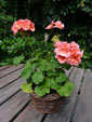 Pelargonia pasiasta - 11 sierpnia 2011