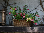 Calibrachoa Million Bells - 29 kwietnia 2012