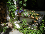 Lobelia przylądkowa i Calibrachoa Million Bells - 24 maja 2012