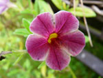 Calibrachoa Million Bells - 6 października 2012