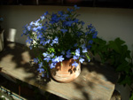 lobelia