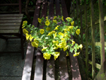 Calibrachoa Million Bells - 17 czerwca 2017