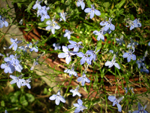 lobelia