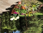 Hortensja, pelargonia angielska, lobelia, niezapominajka - 2 maja 2026