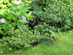 kot z sąsiedztwa - 24 lipca 2011