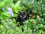 kot z sąsiedztwa - 24 lipca 2011